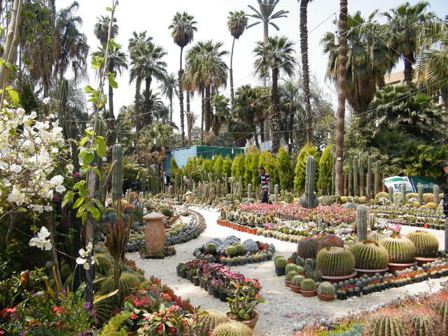 Orman Botanical Garden 8 - أفضل 5 انشطة في حديقة الاورمان بالقاهرة