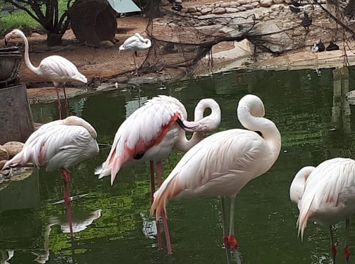 حديقة الحيوانات في حديقة وادي الفردوس في أغادير