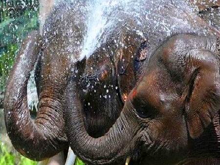 فترة الاستحمام في قرية الفيلة في بتايا