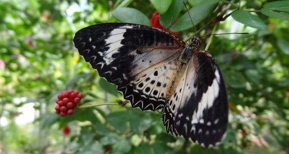 Penang Botanic Gardens