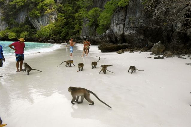 Penang National Park1 2 - أفضل 8 انشطة في الحديقة الوطنية في بينانج