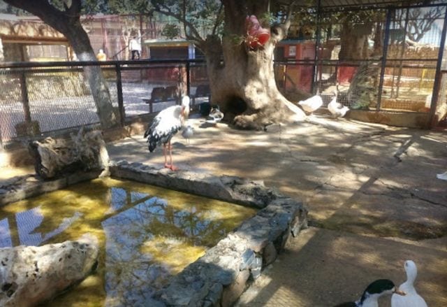 ساعات عمل حديقة الحيوانات بوهران