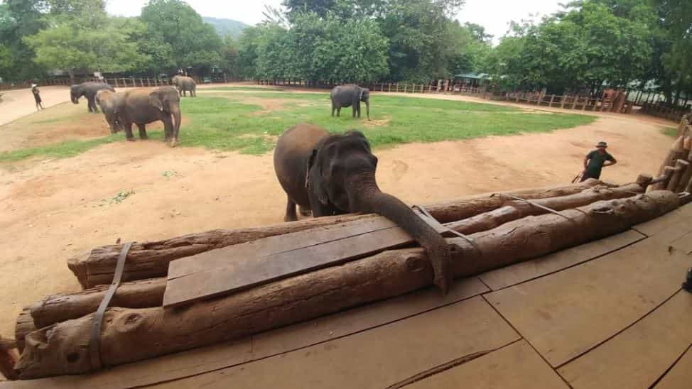 ميتم الفيلة من أفضل الاماكن السياحية في كاندي