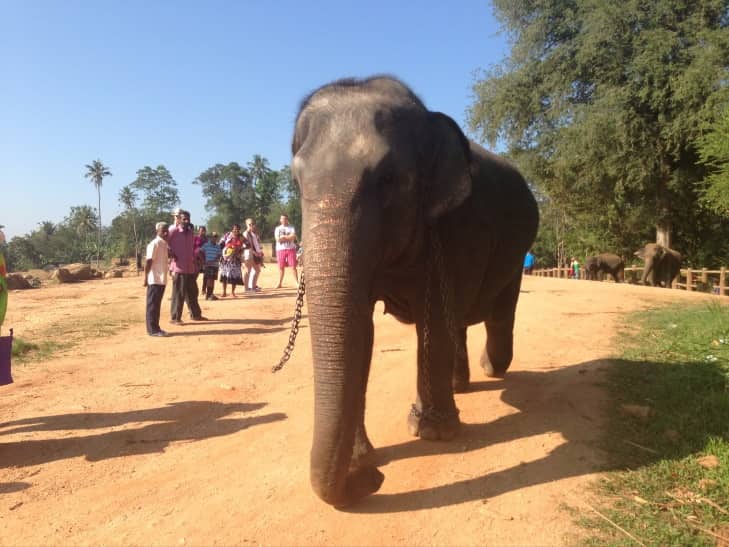 أفضل 6 أنشطة في ميتم الفيلة في كاندي سريلانكا