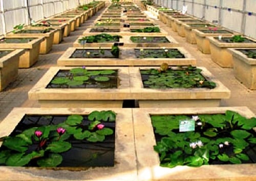 بيت الزهور المائية الزجاجي في أفضل 7 أنشطة في حديقة الملكة سيريكيت النباتية في شنغماي تايلاند