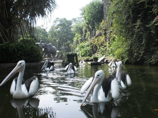 حديقة حيوان راغونان من أفضل حدائق السياحة في جاكرتا اندونيسيا