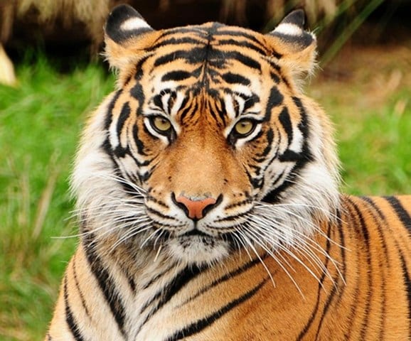 RioZoo Rio De Janeiro 3 1 - أفضل 4 أنشطة في حديقة حيوانات ريو دي جانيرو في البرازيل