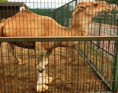 حديقة الحيوانات من أفضل الاماكن السياحية في سامسون تركيا