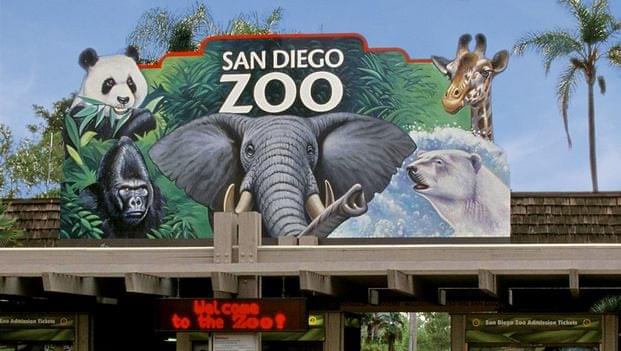 اجمل 5 انشطة في حديقة حيوانات سان دييغو امريكا