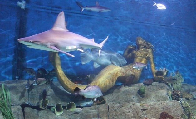 حوض حديقة حورية البحر في أكواريوم الحياة البحرية