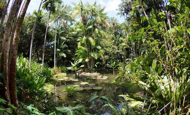 حديقة سنغافورة النباتية من أفضل الاماكن السياحية في سنغافورة