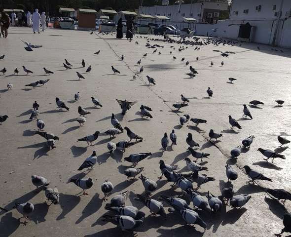 سوق قباء بالمدينة المنورة