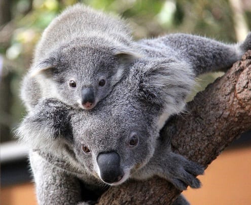 حديقة حيوان تارونجا من اهم الاماكن السياحية في سيدني استراليا