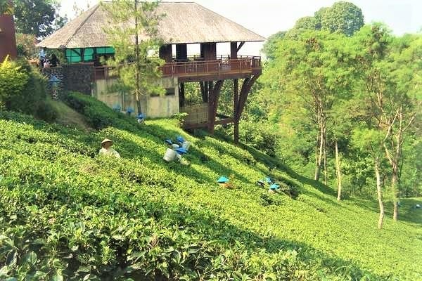 مزارع الشاي من أفضل الاماكن السياحية في باندونق اندونيسيا