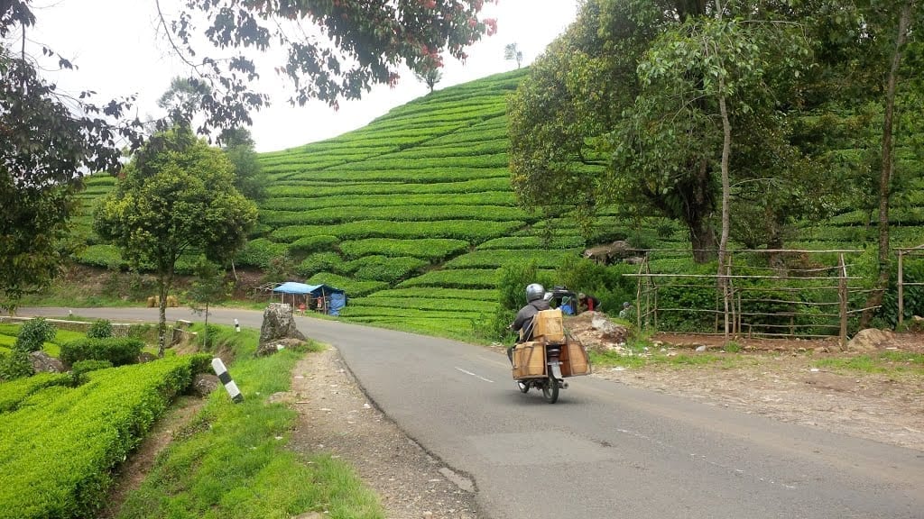 مزارع الشاي تشيبودي من أفضل الاماكن السياحية في باندونق اندونيسيا