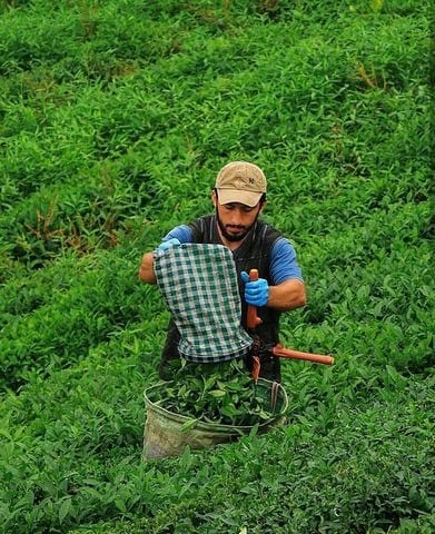 مزارع الشاي في ريزا الجميلة
