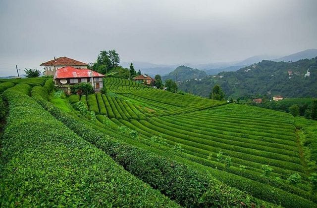 مزارع الشاي في ريزا المعروفة