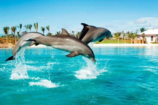 خليج الدلافين في دبي من أفضل الاماكن السياحية في دبي الامارات