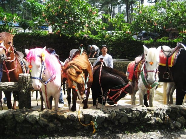 حديقة حيوان مانيلا من أفضل الاماكن السياحية في مانيلا الفلبين
