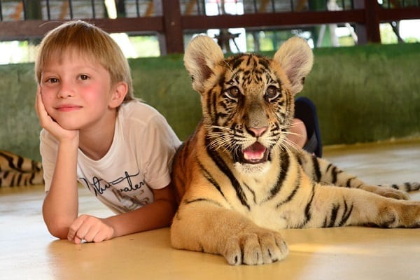 مملكة النمور في بوكيت من أفضل الاماكن السياحية في تايلاند