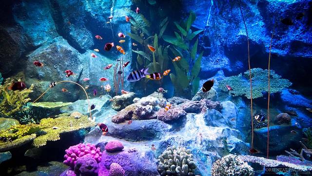 عالم تحت الماء من أفضل الاماكن السياحية في بتايا تايلاند