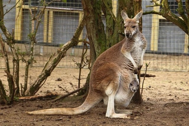 Wild Life Sydney 1 1 - أفضل 4 أنشطة في وايلد لايف سيدني في استراليا