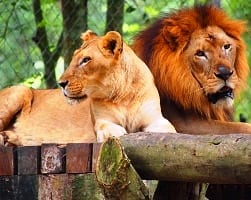 أفضل 7 أنشطة في حديقة حيوانات نيجارا الوطنية في كوالالمبور