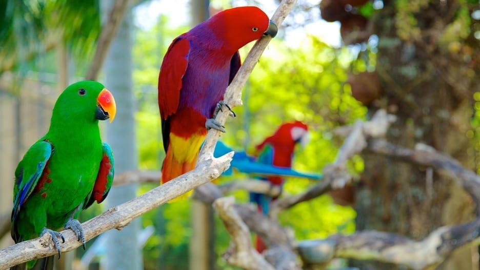 حديقة طيور بالي من أفضل حدائق بالي اندونيسيا