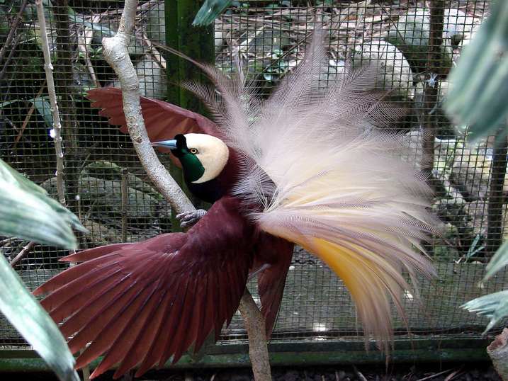 حديقة الطيور في بالي من أفضل حدائق مدينة بالي اندونيسيا