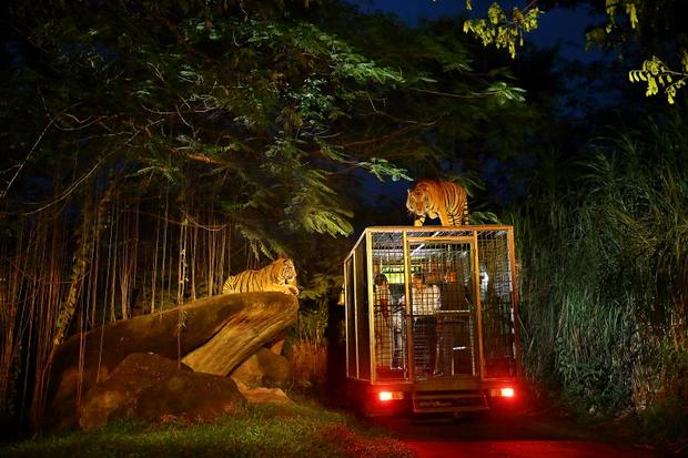 حديقة سفاري بالي من أفضل حدائق بالي اندونيسيا