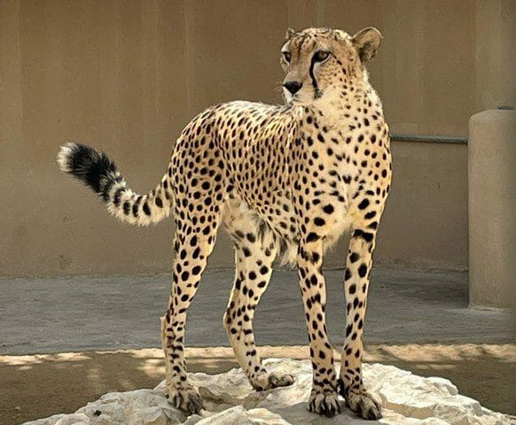 حديقة حيوانات البحرين