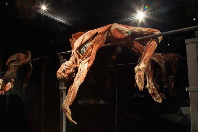 متحف عالم جسم الانسان في امستردام من أفضل متاحف امستردام