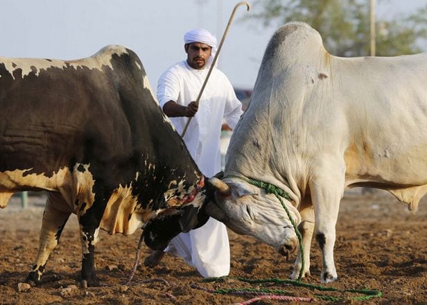 ساحة مصارعة الثيران في الفجيرة الامارات
