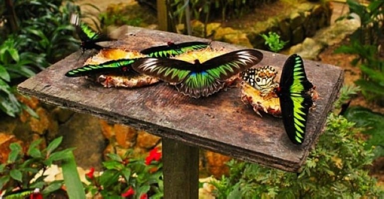أفضل 3 أنشطة في حديقة الفراشات بكاميرون هايلاند ماليزيا