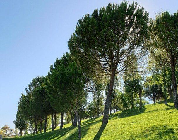 سنترال بارك مدريد