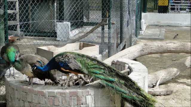 حديقة حيوانات دبي من أفضل الاماكن السياحية في مدينة دبي الاماراتية