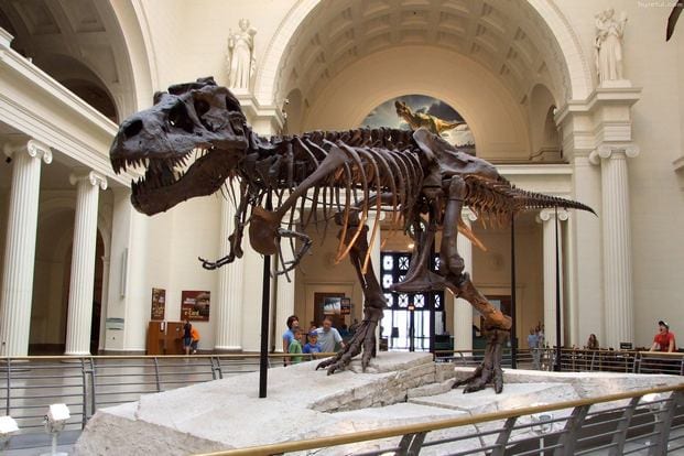 المتحف الميداني للتاريخ الطبيعي شيكاغو