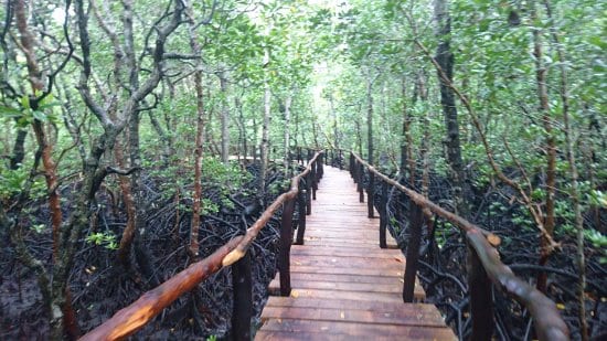 غابة جوزاني بزنجبار