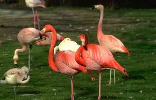 حديقة و بحيرة جنة الطيور من أفضل الاماكن السياحية في بورصة تركيا