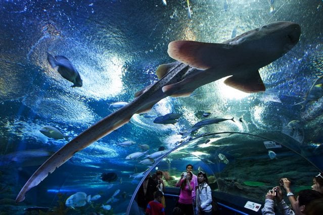 عالم تحت الماء في بتايا من اهم معالم بتايا السياحية