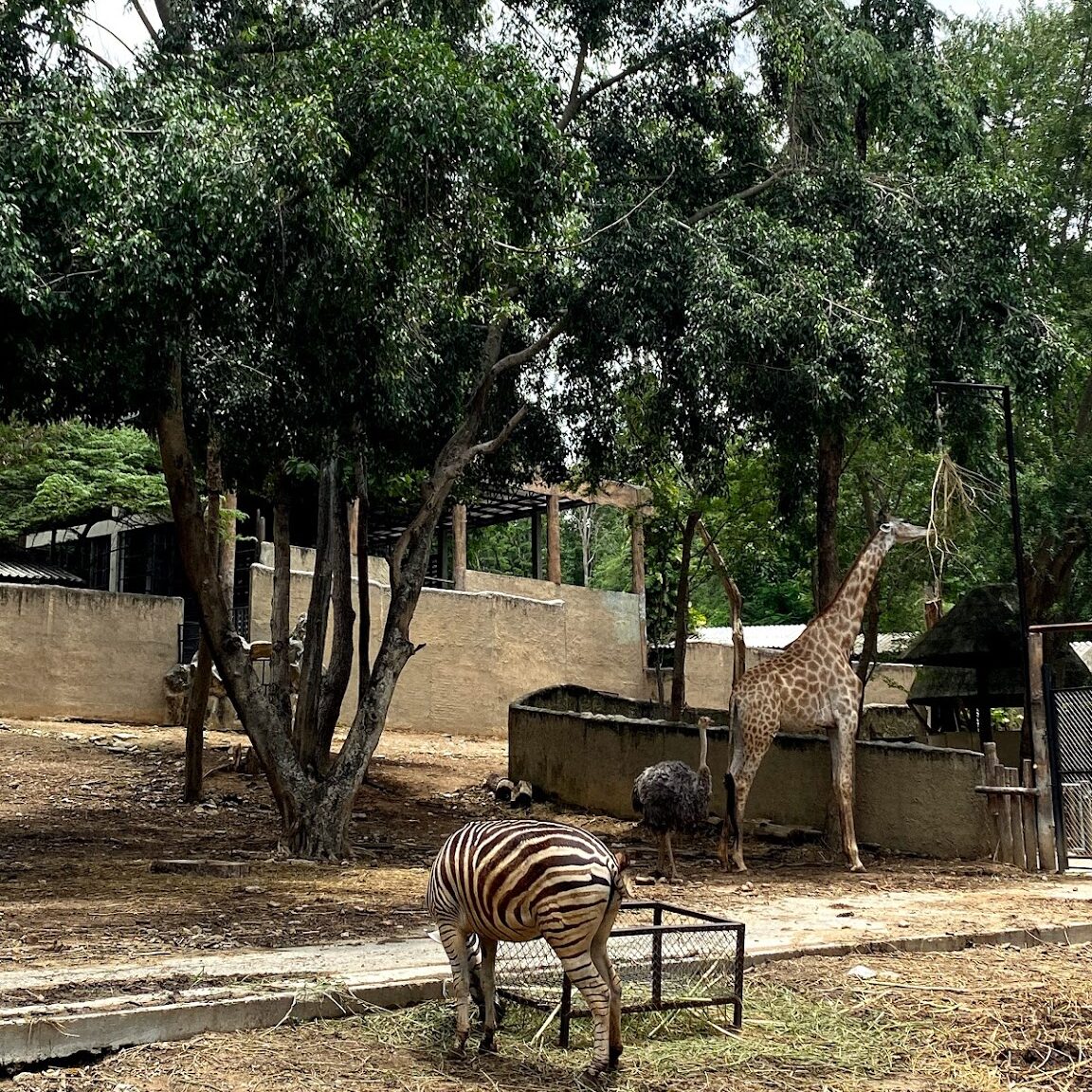 حديقة حيوان شنغماي