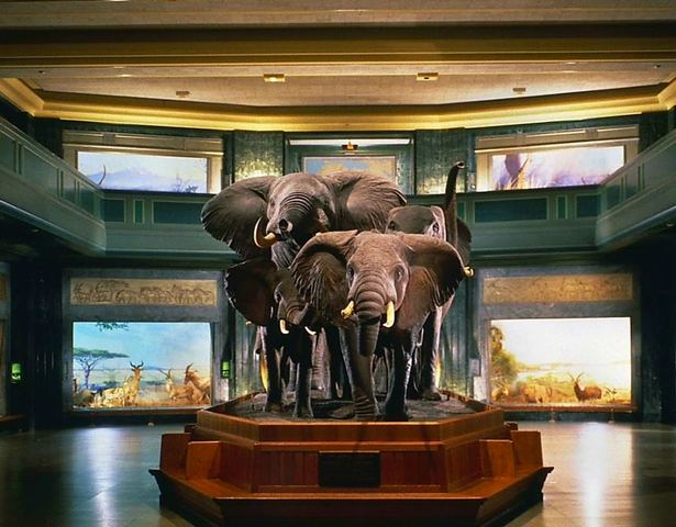 المتحف الأمريكي للتاريخ الطبيعي 