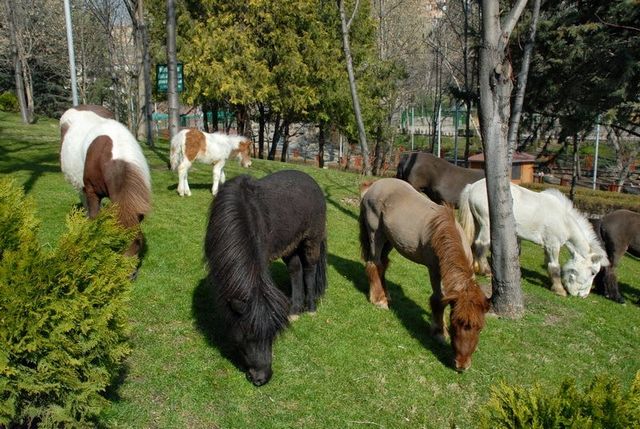حديقة حيوانات انقرة في تركيا
