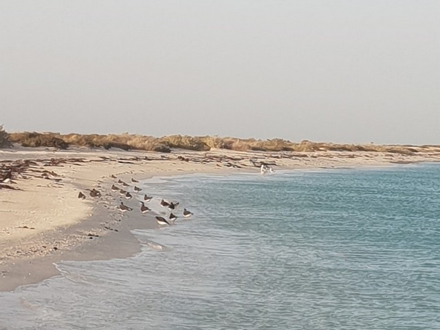 جزر املج