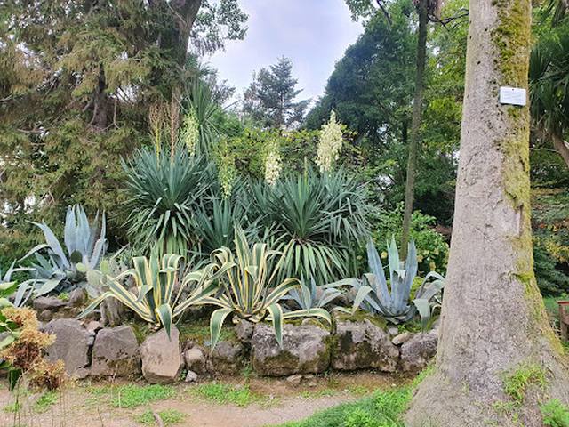 حديقة باتومي النباتية