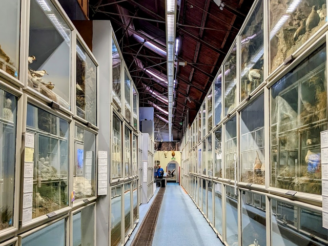 متحف بوث للتاريخ الطبيعي برايتون