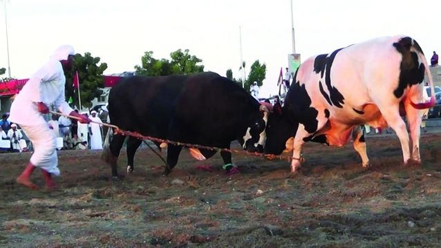 ساحة مصارعة الثيران في مدينة الفجيرة