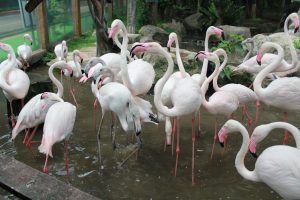 أفضل 7 أنشطة في حديقة حيوان شنغماي