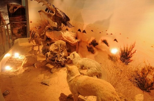 متحف الدمام الإقليمى السعودية