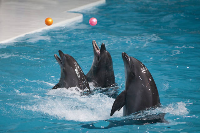 يعد دبي دولفيناريوم من اجمل اماكن سياحة دبي ، اذ تقدم اجمل عروض الدلافين في دبي